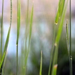 Close-up of grass in field