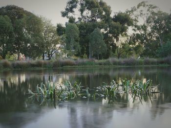 Reflection of trees in lake