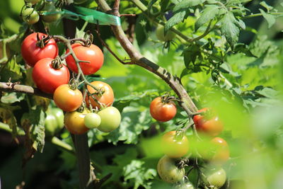 Close-up of tomatoes on tree