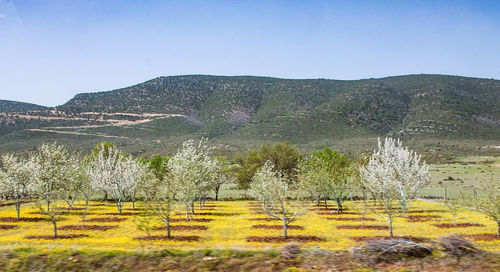 Scenic view of field against clear sky