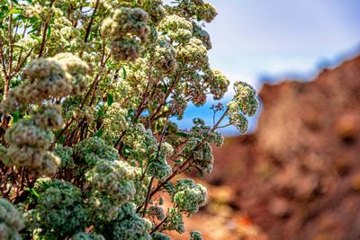 Low angle view of flowering plant against blue sky