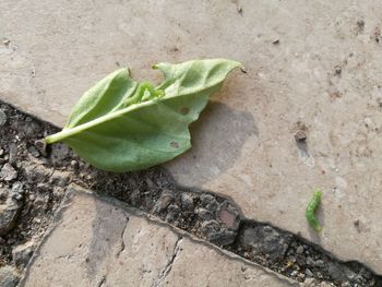 High angle view of plant