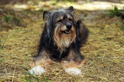 Portrait of dog on field