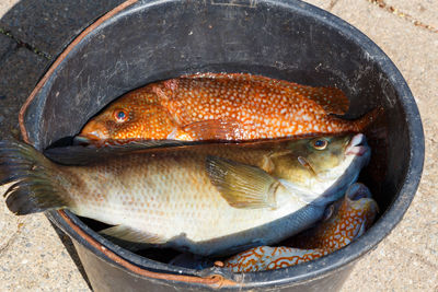 High angle view of fish in container