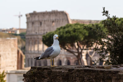 Bird perching on retaining wall against coliseum