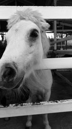 Close-up portrait of a horse in stable