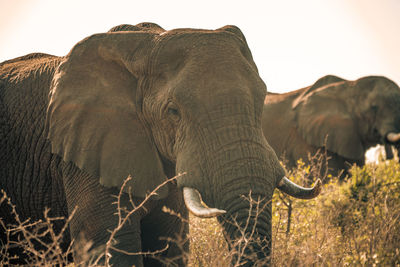 Close-up of elephant on land