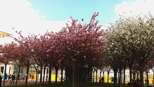 Flowers growing on tree against sky