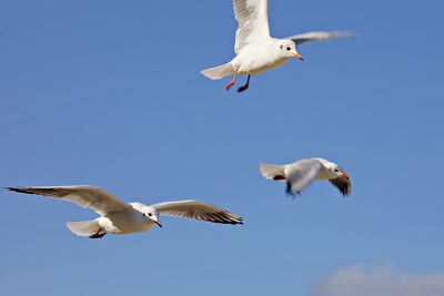 Low angle view of seagull flying