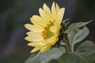 Close-up of yellow flower