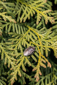 Close-up of lizard on tree