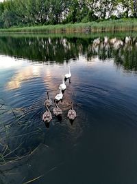 Ducks swimming in lake