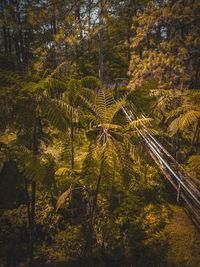 High angle view of trees growing in forest