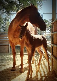 Horses standing in ranch