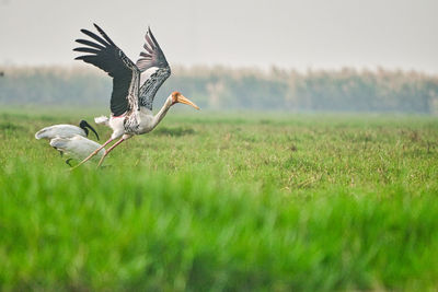 Bird flying over field
