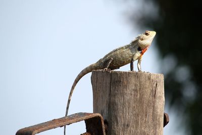 Close-up of lizard on wooden post