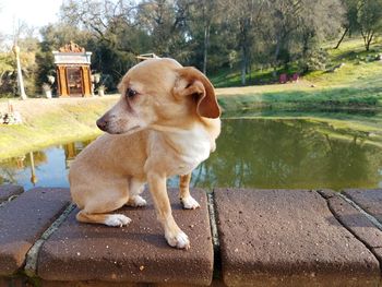 Dog looking at lake in park