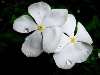 Close-up of white flowering plant