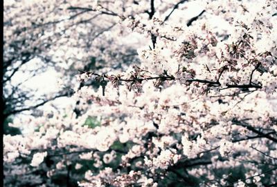 Close-up of cherry blossoms against sky