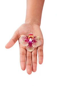 Midsection of woman holding flower over white background