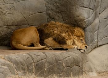 Cat sleeping on rock