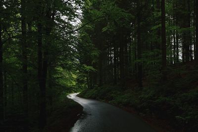 Dirt road amidst trees in forest