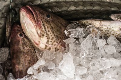 Close-up of fish on rock