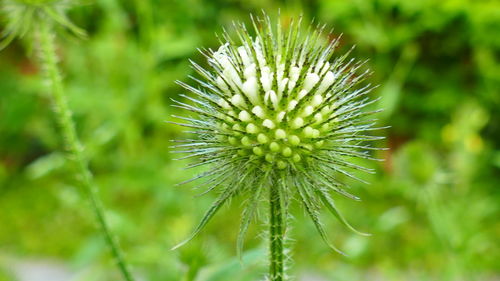 Close-up of thistle bud on field