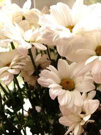 Close-up of white flowers blooming outdoors