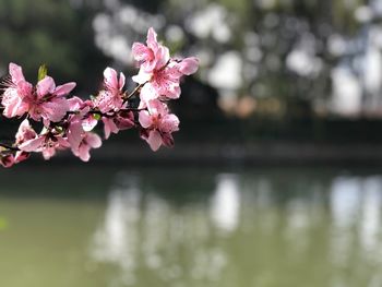 Close-up of pink flower tree against lake