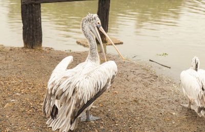 View of birds on lakeshore