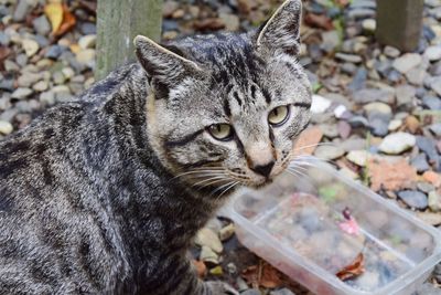 Close-up of tabby cat on field