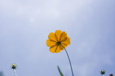 Low angle view of yellow flowering plant against sky