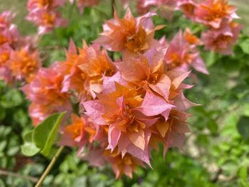 Close-up of flowering plant