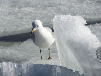 Seagull perching on snow