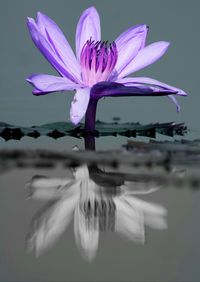 Close-up of lotus water in lake