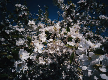 Low angle view of white flowering tree