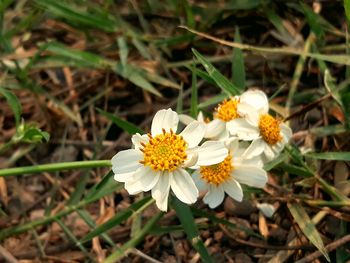 High angle view of white flowering plant on field