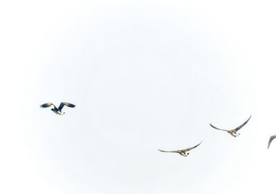 Low angle view of birds flying against clear sky