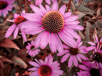 Close-up of pink flower