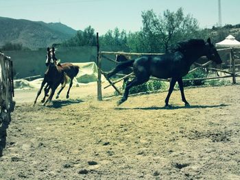 Horses grazing on field