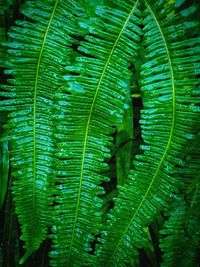 Full frame shot of green leaves