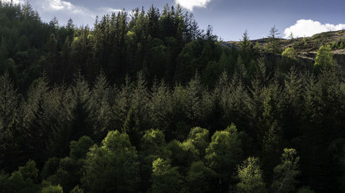 Pine trees in forest against sky