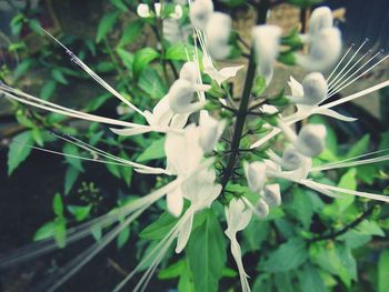 Close-up of white flowers growing on tree