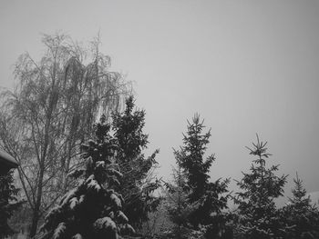 Low angle view of trees against clear sky