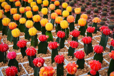 Full frame shot of red flowering plants