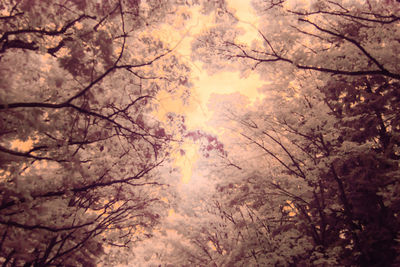 Low angle view of trees in forest against sky