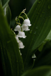 Close-up of white flowering plant