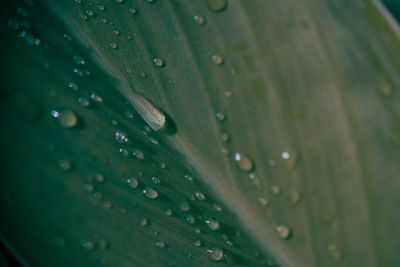 Full frame shot of raindrops on leaves
