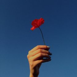 Cropped hand holding poppy flower against clear sky